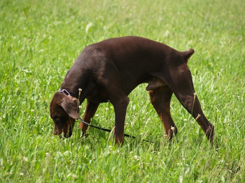 Dogs in training 6/2007